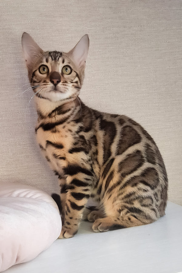 Buffy | Bengal Kitten