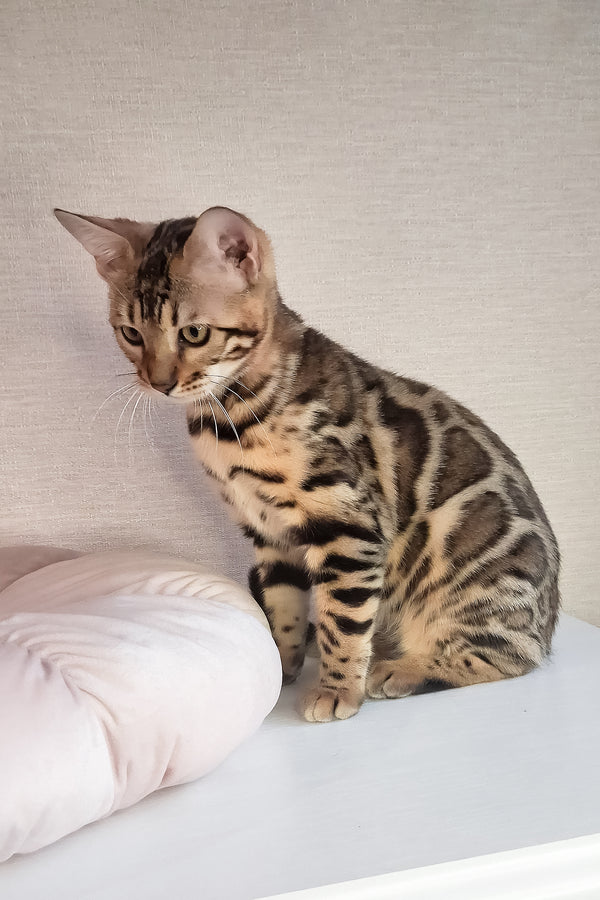 Buffy | Bengal Kitten