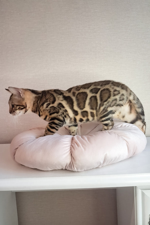 Buffy | Bengal Kitten