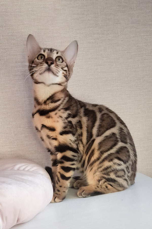 Buffy | Bengal Kitten