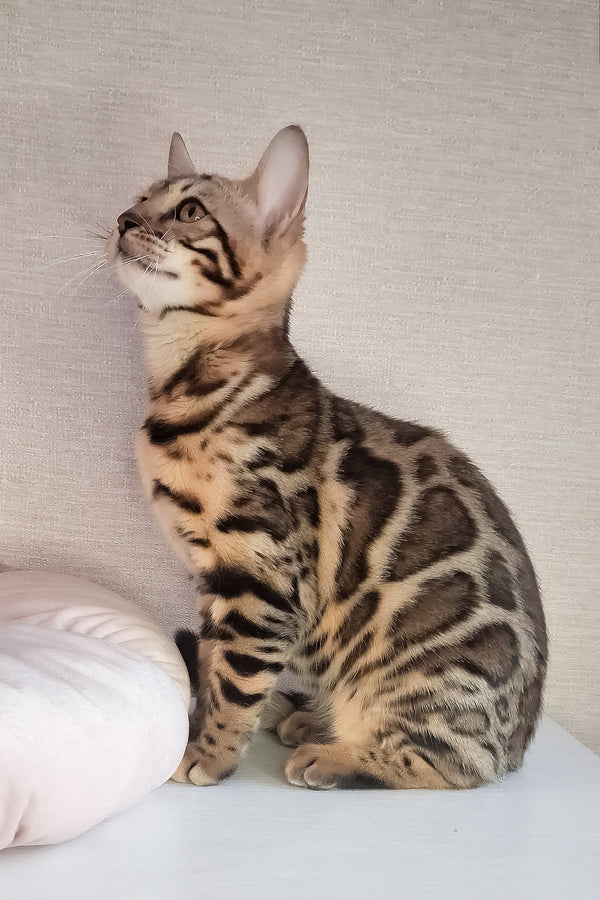 Buffy | Bengal Kitten