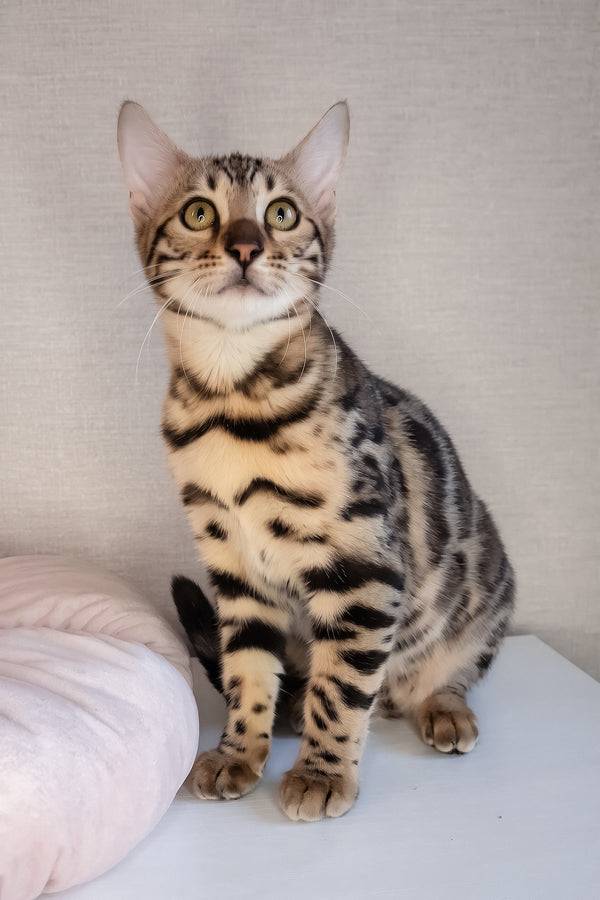 Buffy | Bengal Kitten