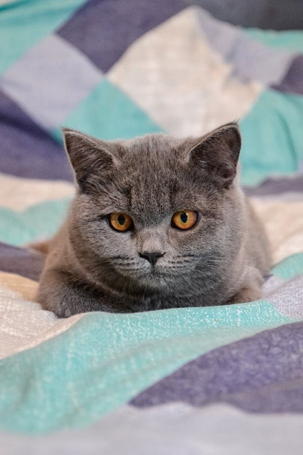 unoa 【Victorian cats Blue green】 Bluesburg - TICA - The International Cat Association
