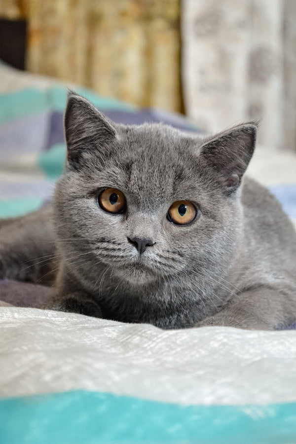 Meet Busya Scottish Straight Kitten with Orange Eyes