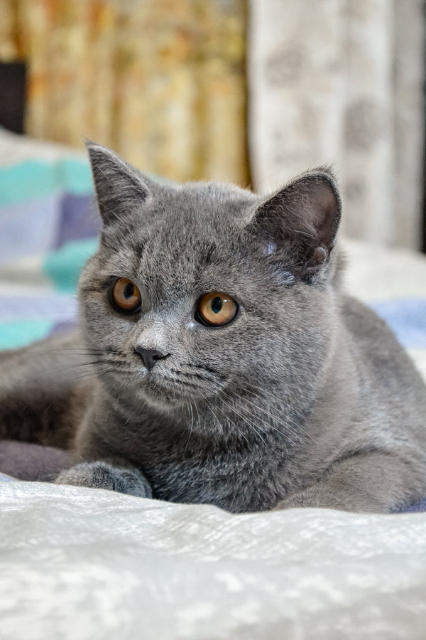 Busya | Scottish Straight Kitten