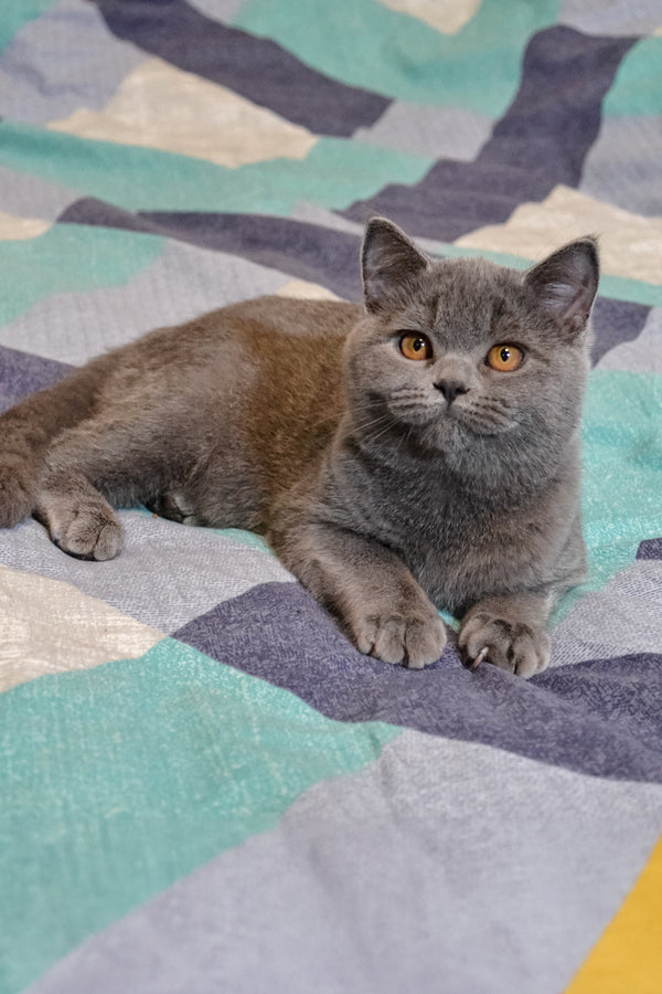 unoa 【Victorian cats Blue green】 Meet Busya Scottish Straight Kitten with Orange Eyes