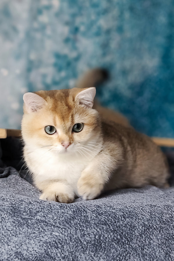 Jill | British Shorthair Kitten