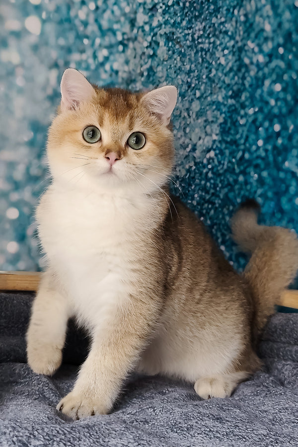 Jill | British Shorthair Kitten
