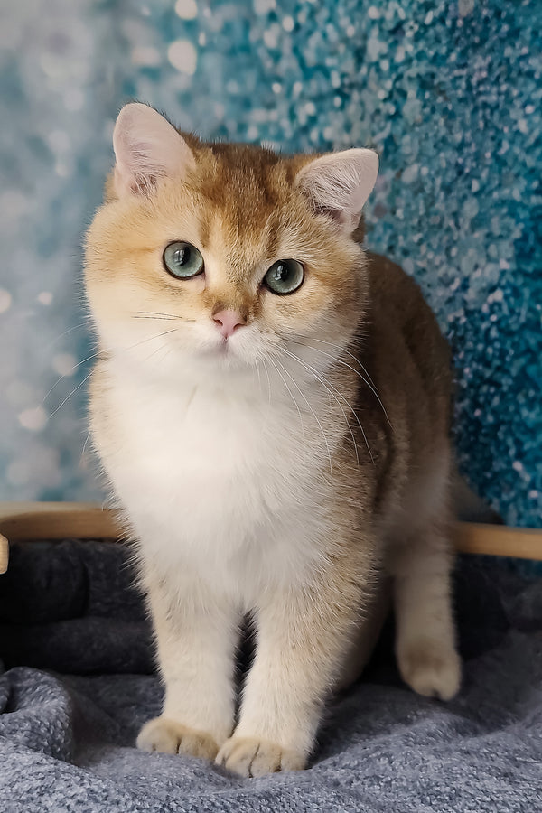 Jill | British Shorthair Kitten