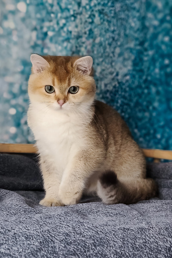 Jill | British Shorthair Kitten
