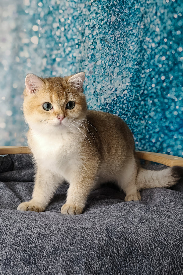 Jill | British Shorthair Kitten