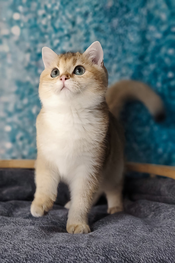 Jill | British Shorthair Kitten