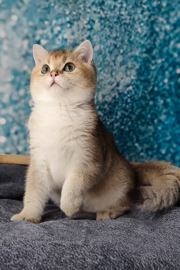 Jill | British Shorthair Kitten