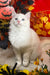 Caesar | Ragdoll Kitten