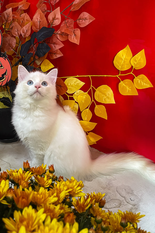 Caesar | Ragdoll Kitten