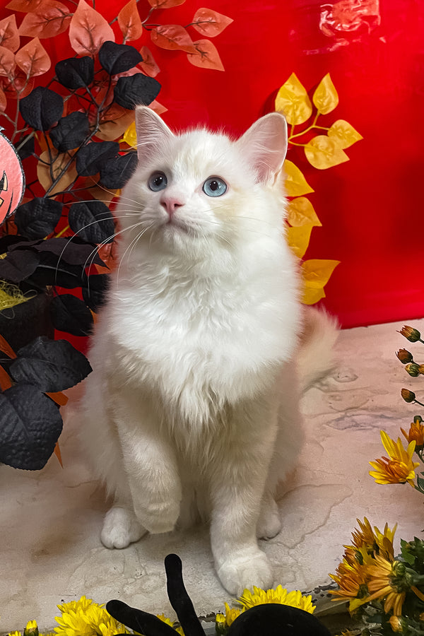 Caesar | Ragdoll Kitten