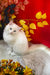 Caesar | Ragdoll Kitten