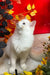 Caesar | Ragdoll Kitten