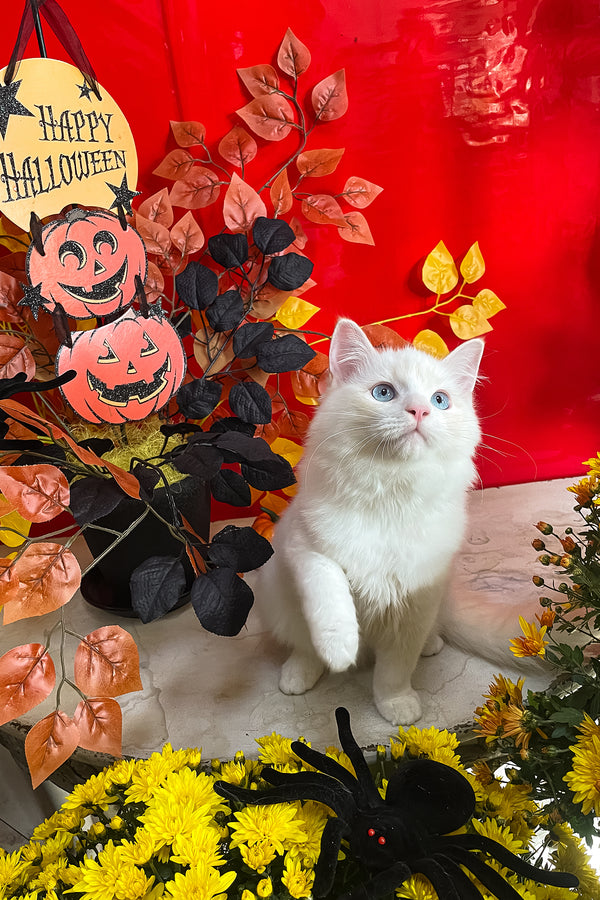 Caesar | Ragdoll Kitten