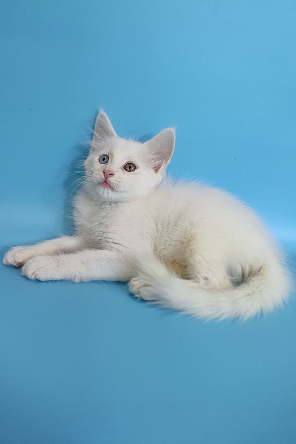 Cais | Maine Coon Kitten