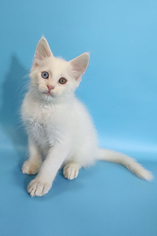 Cais | Maine Coon Kitten