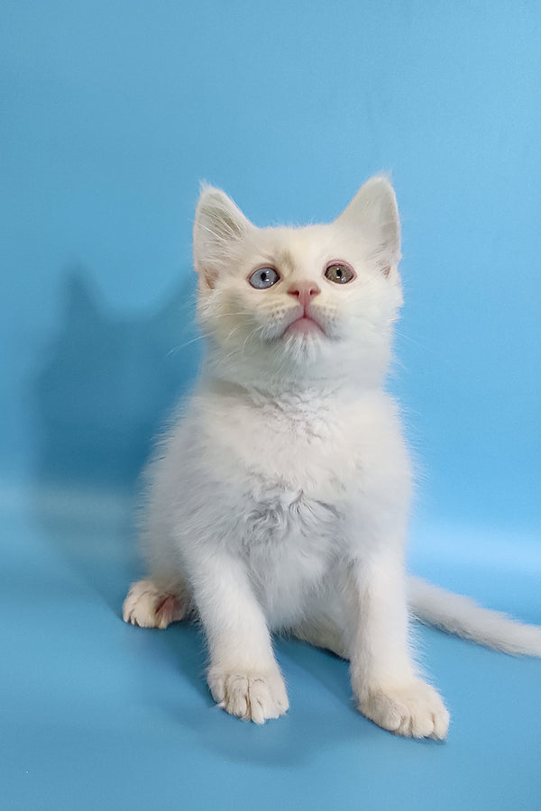 Cais | Maine Coon Kitten