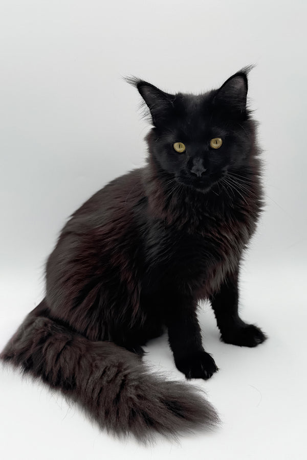 Cali | Maine Coon Kitten