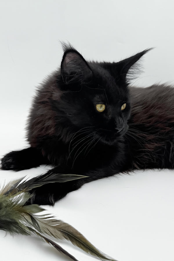 Cali | Maine Coon Kitten