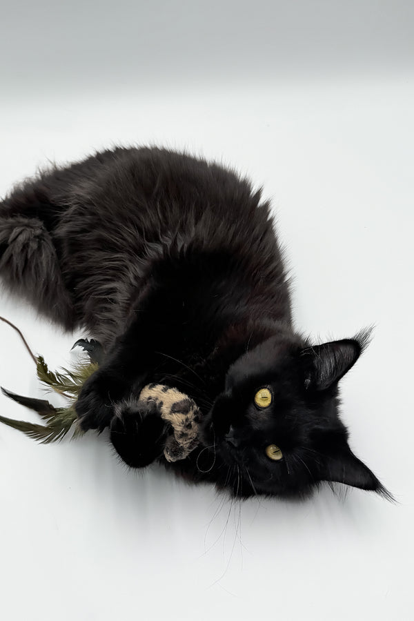 Cali | Maine Coon Kitten