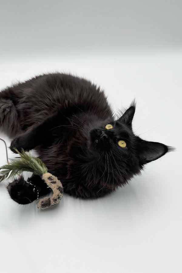 Cali | Maine Coon Kitten