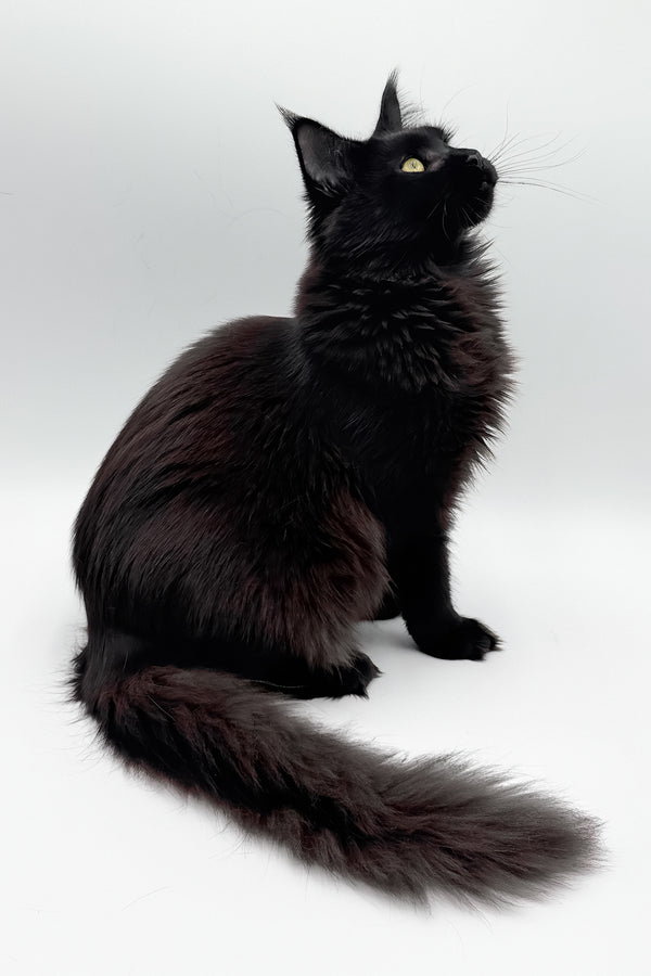 Cali | Maine Coon Kitten