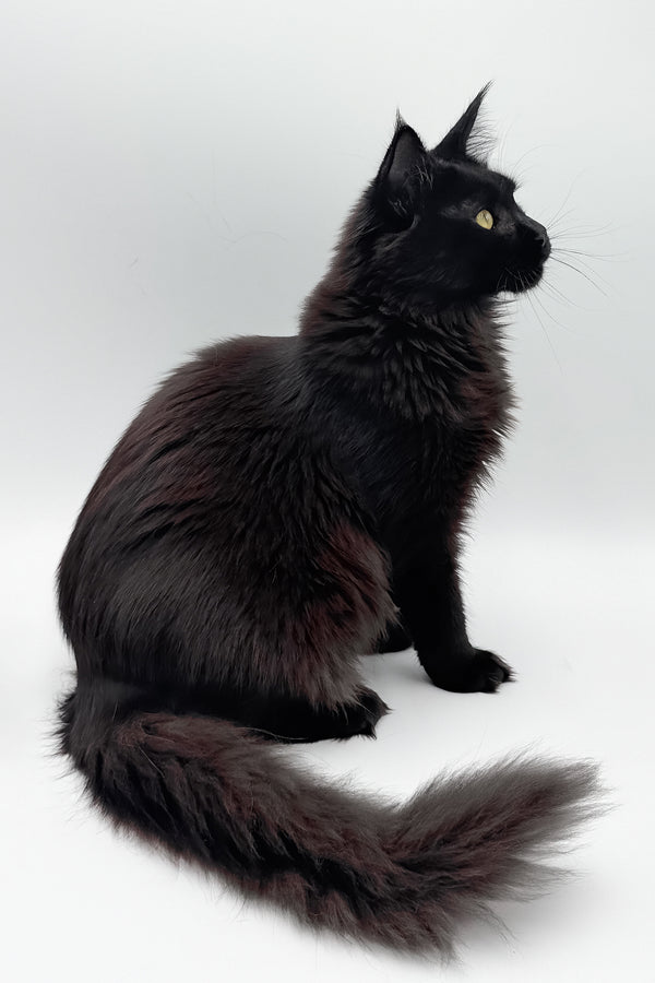 Cali | Maine Coon Kitten