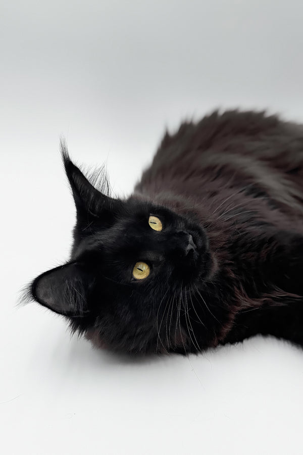 Cali | Maine Coon Kitten