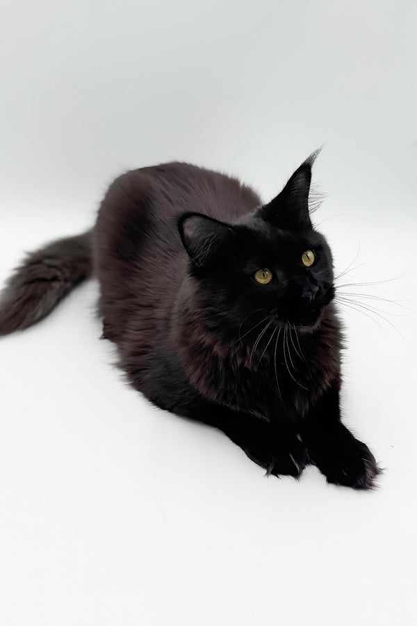 Cali | Maine Coon Kitten