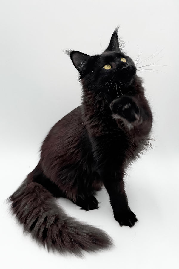 Cali | Maine Coon Kitten