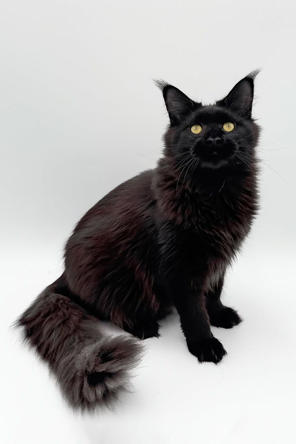 Cali | Maine Coon Kitten