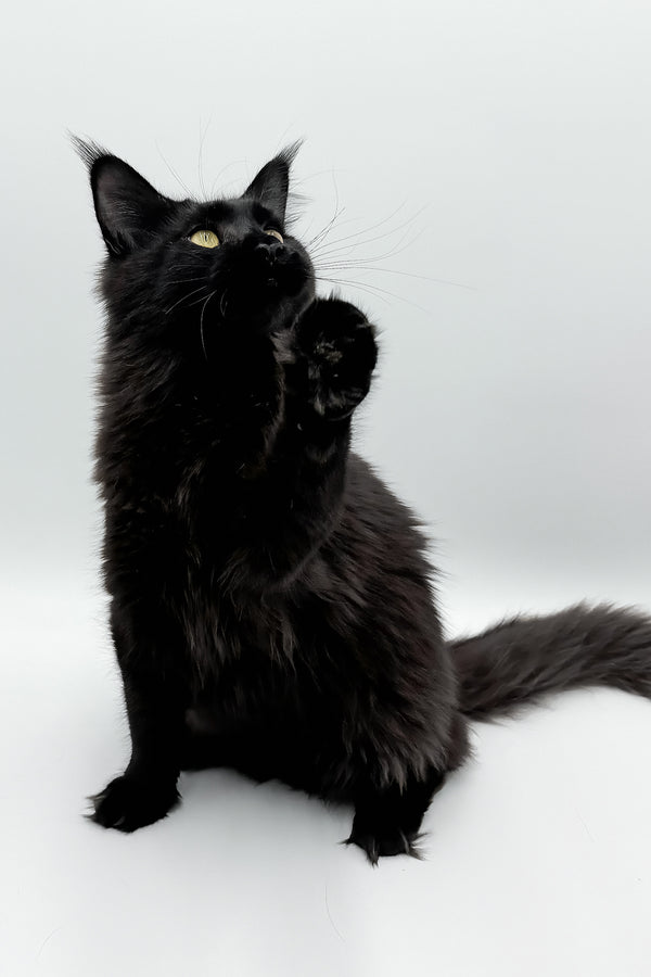 Cali | Maine Coon Kitten