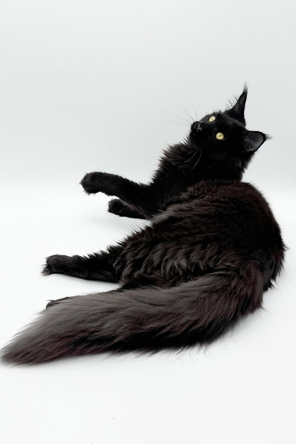 Cali | Maine Coon Kitten