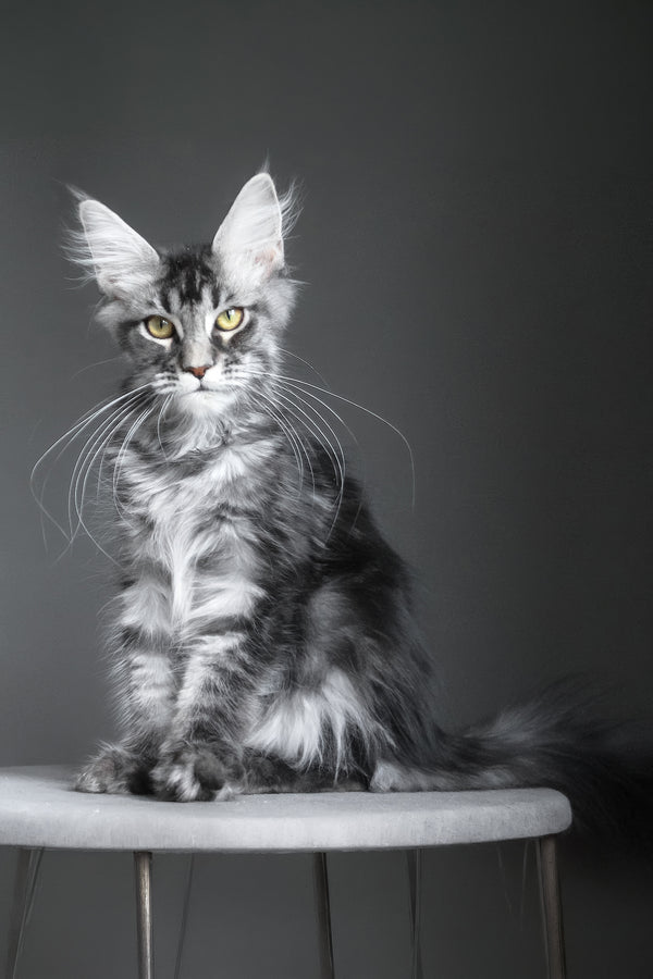 Cameron | Maine Coon Kitten