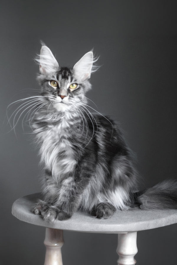 Cameron | Maine Coon Kitten