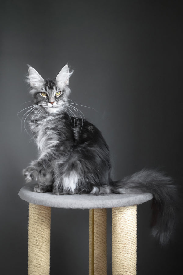 Cameron | Maine Coon Kitten