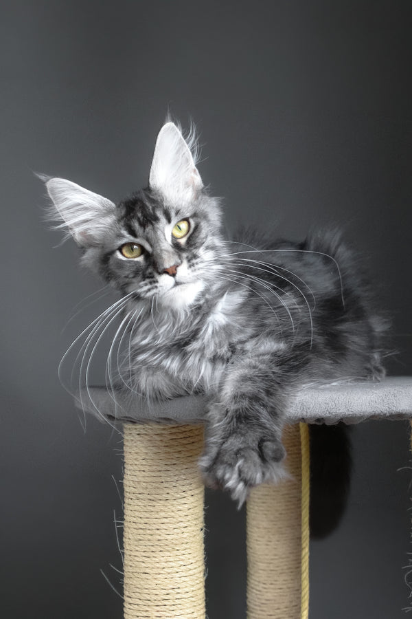 Cameron | Maine Coon Kitten