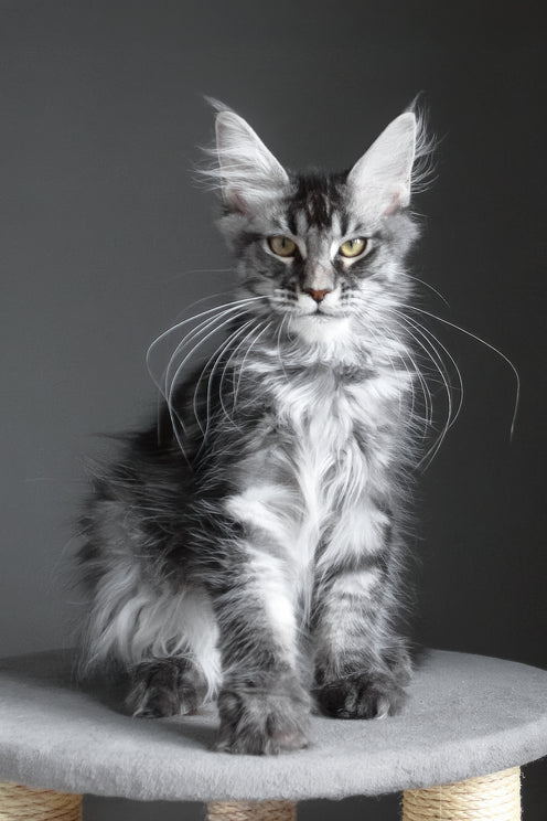 Cameron | Maine Coon Kitten