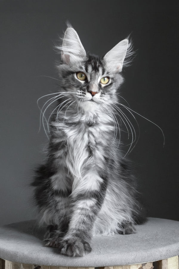 Cameron | Maine Coon Kitten