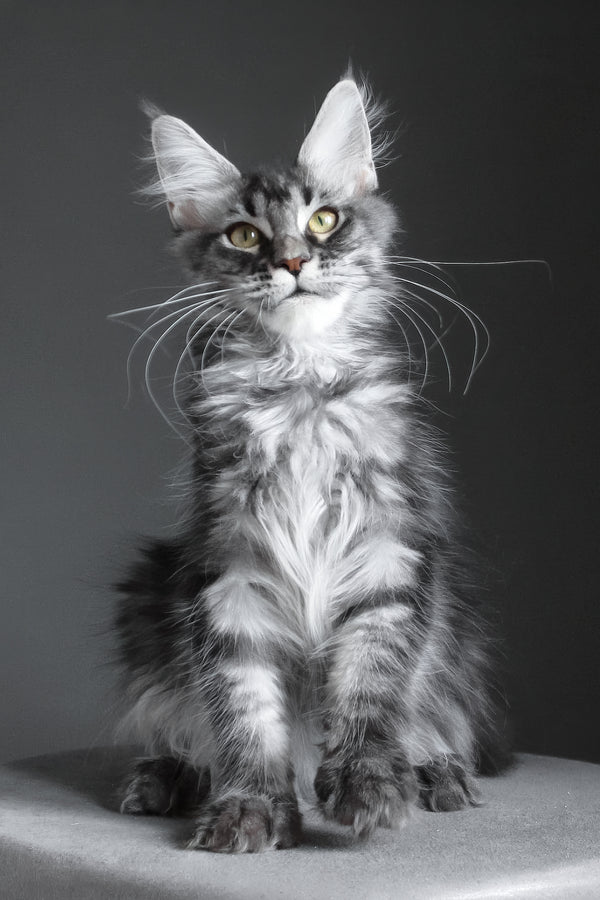 Cameron | Maine Coon Kitten