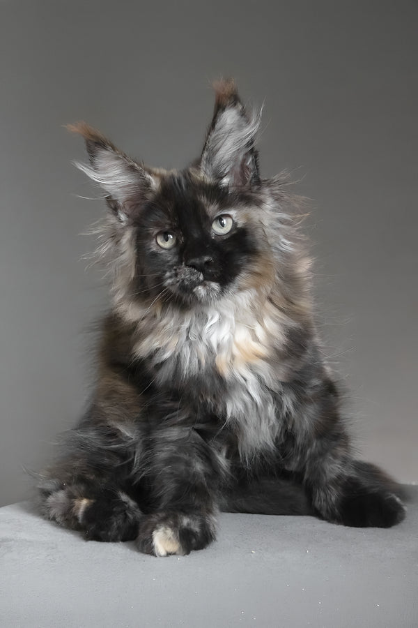 Carmen | Maine Coon Kitten
