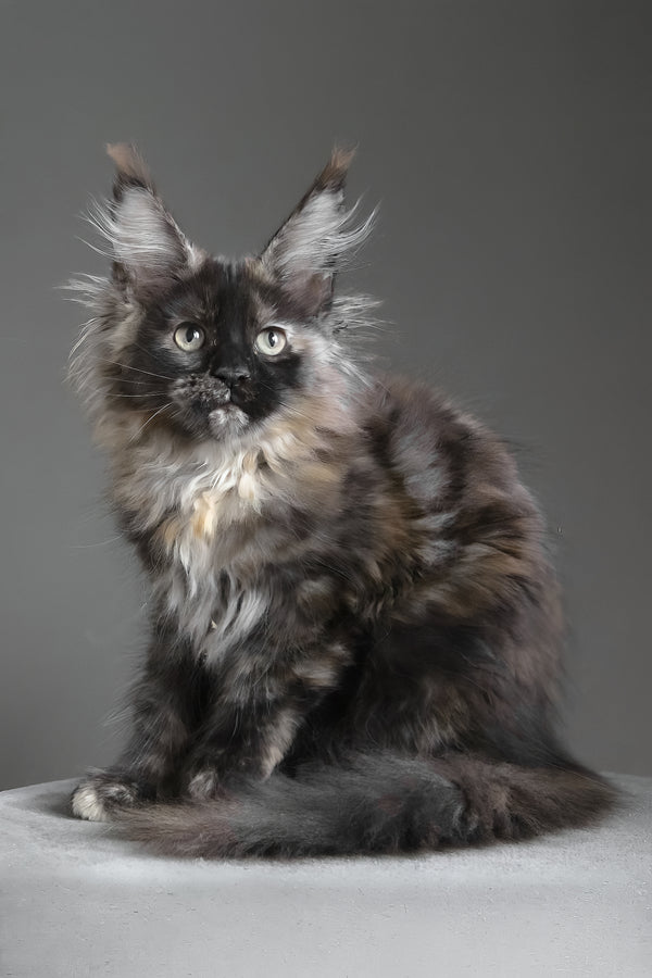 Carmen | Maine Coon Kitten