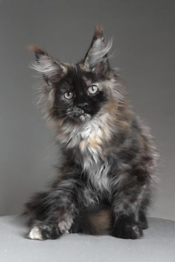 Carmen | Maine Coon Kitten