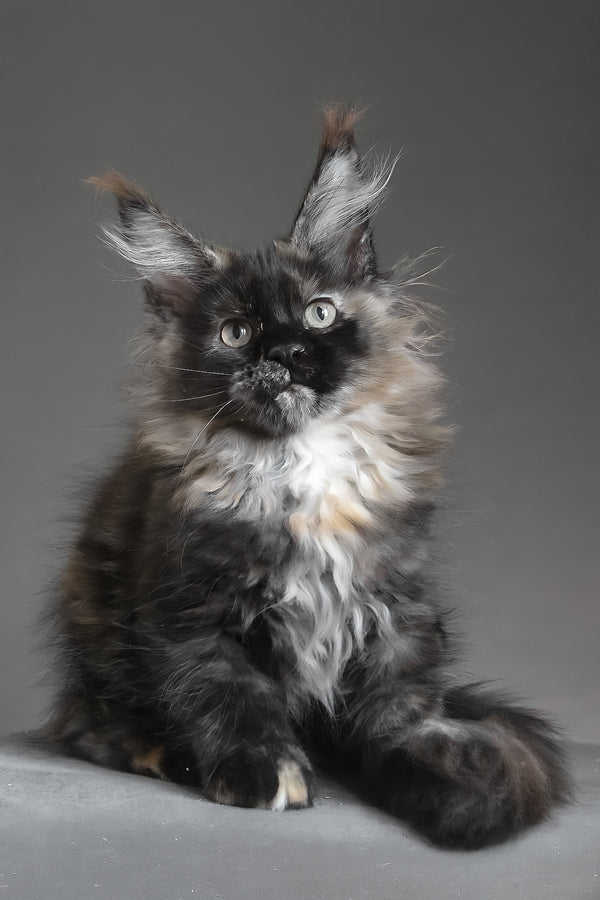 Carmen | Maine Coon Kitten
