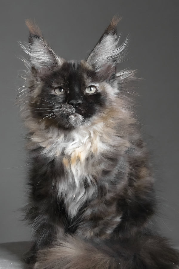 Carmen | Maine Coon Kitten